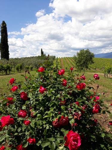 La Vecchia Quercia