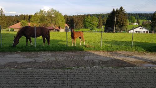"Sous les Barres" in Montfaucon, Schweiz