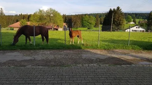 "Sous les Barres" in Montfaucon, Schweiz