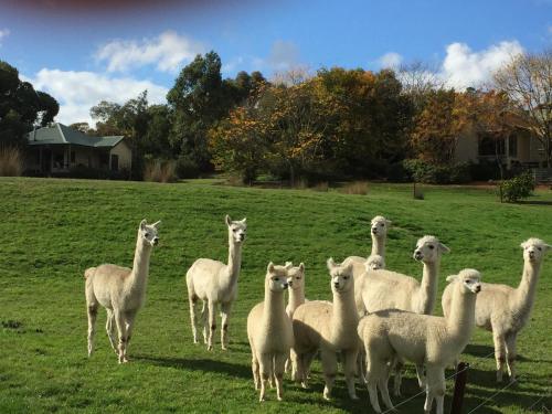 Raynella Alpaca Farmstay