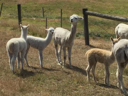 Raynella Alpaca Farmstay