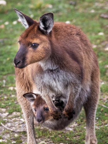 Mercure Kangaroo Island Lodge