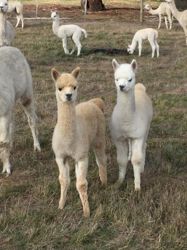 Raynella Alpaca Farmstay