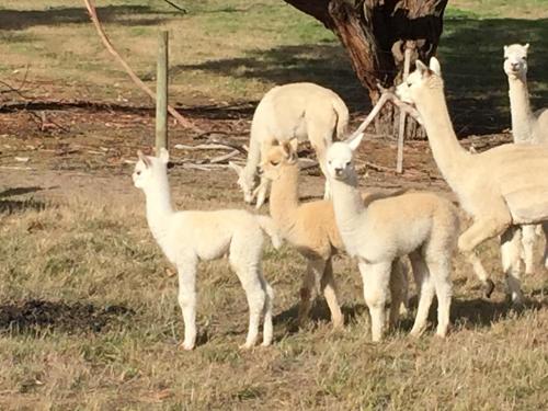 Raynella Alpaca Farmstay