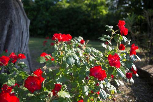 Grande villa storica per vacanze con giardino privato e piscina