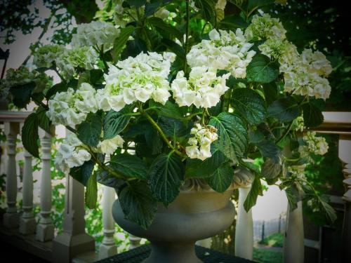 Hotel Pegasus - image 10