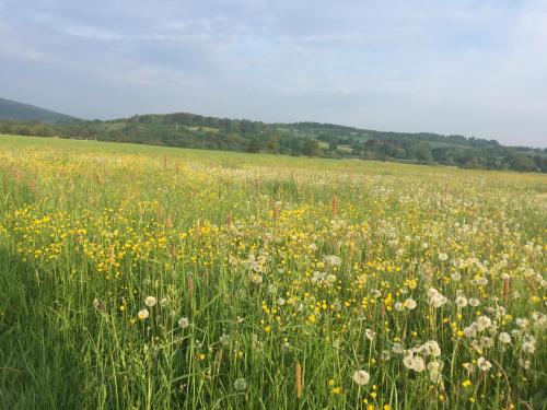 Surrounding environment, FeWo Haus Emma OG in Lohnberg