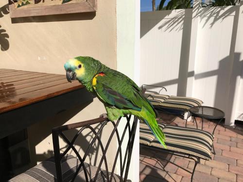 The Big Coconut Guesthouse - Gay Men's Resort – Fort Lauderdale, FL