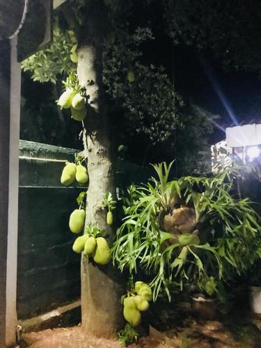 景觀
