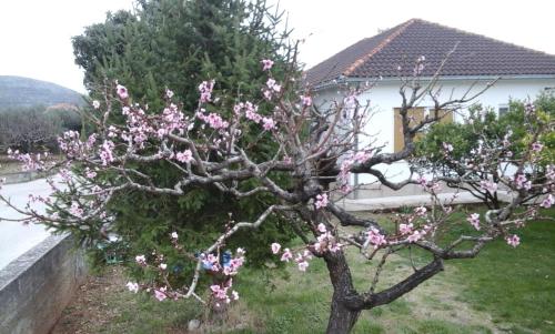  Apartment Nada in Trogir