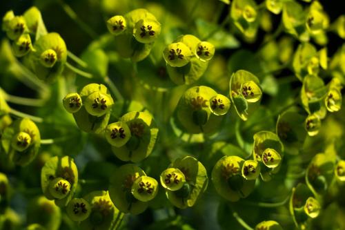 Mas de la Chapelle - image 8