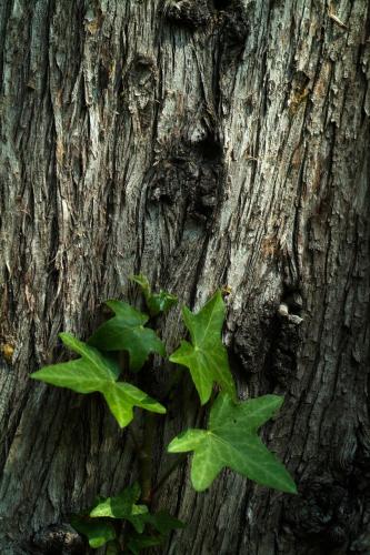Mas de la Chapelle - image 2