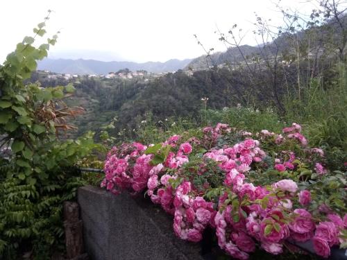  Palheiro do Avô - Grandfather House in São Roque do Faial