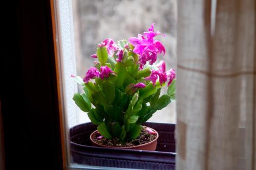 Apartments Salvezani - image 10