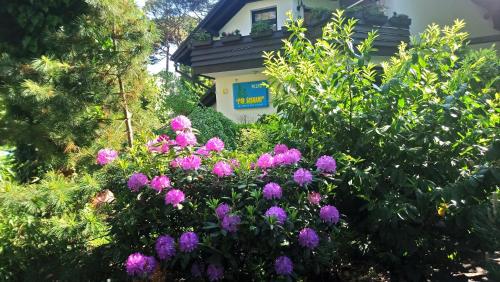 Pod Sosnami Pod Sosnami