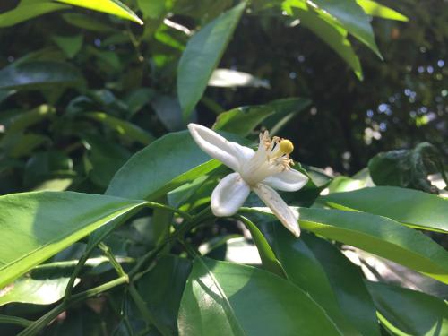 Mokkoan, Tokio (Foto 11)