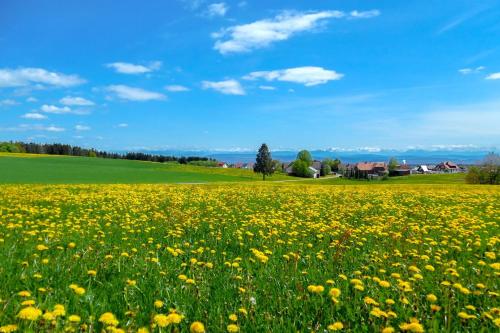 Alrededores, Hotel Cortina in Hochenschwand