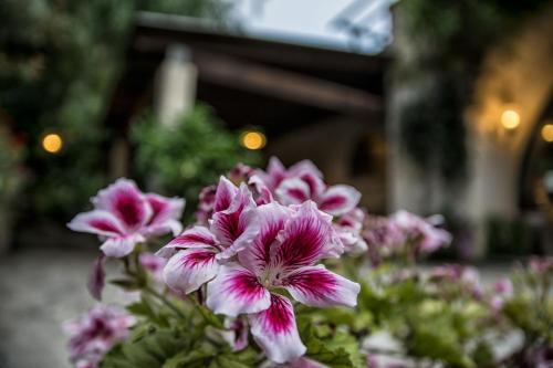 Masseria Gattamora - image 8