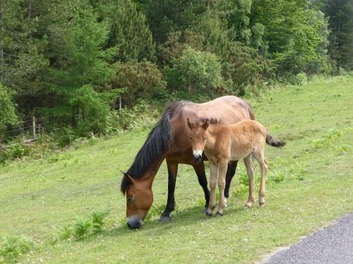Cypress Log Cabins Accommodation - image 11