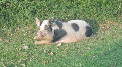 Cypress Log Cabins Accommodation - image 8