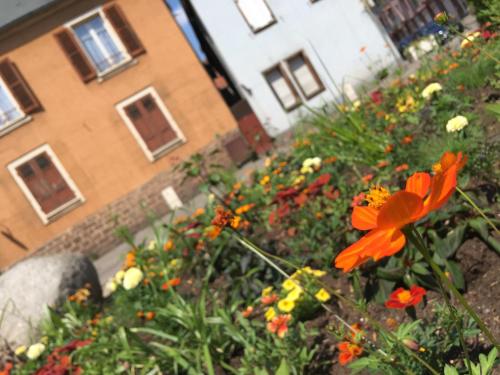 Finala Colmar, Colmar (zdjęcie 9)