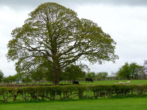 Daisy Cottage in Ullswater