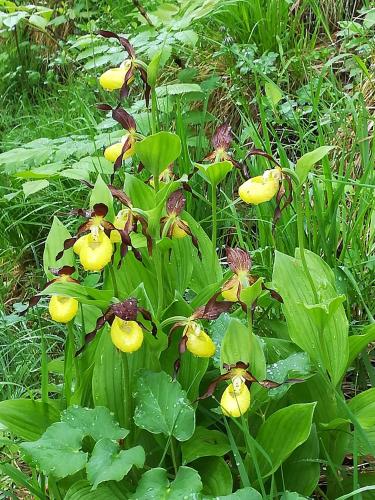 Appartment Haring in Hollenstein / Ybbs