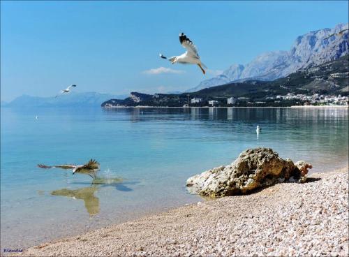  Apartments Sonja in Tučepi