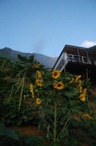 Sapa Dao Homestay