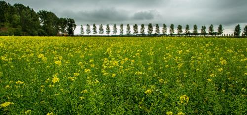 Maxime 205 - Kustpark Village Scaldia - image 10