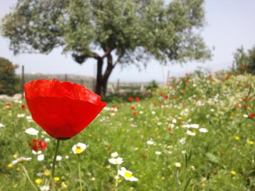 Galilee Bedouin Camplodge