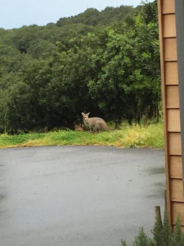 Callemondah Studio with stunning views, in Bangalow and Byron Hinterland