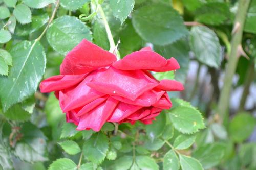 Casa Chitu - image 3