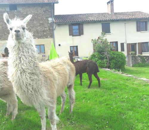 Ferme Animalière Lamalpapoche Sanctuaire la Prairie des animaux gîte à louer Livinhac-le-Bas