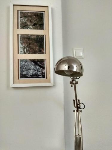  Cocoyam in Thessaloniki