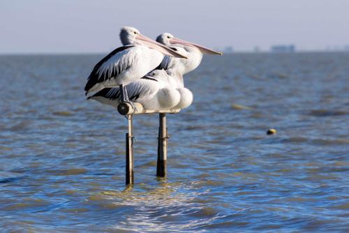 . Pelican Perch Retreat