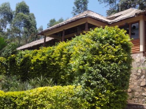 Jardim, Bwindi Forest Lodge in Kanungu