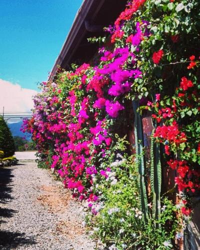 Villa San MiguelVilla San Miguel图片