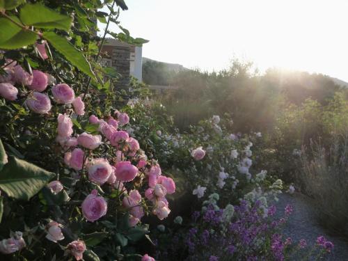 Red Tractor Farm - image 5