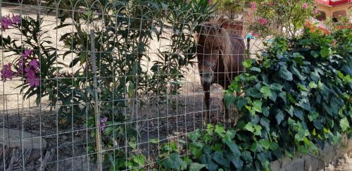 Bed and Breakfast da Pietro - image 3