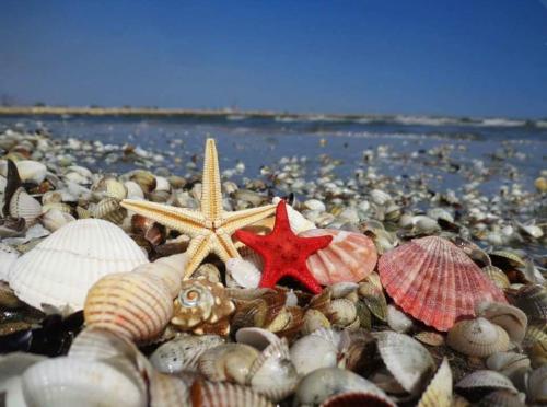 Yvo Lioness & Mamaia Nord - image 6