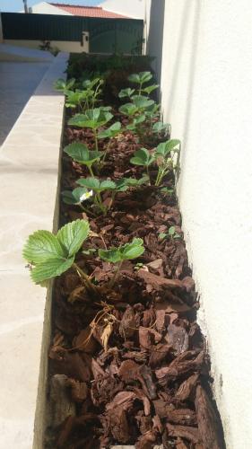  DinoSousa in Lourinhã