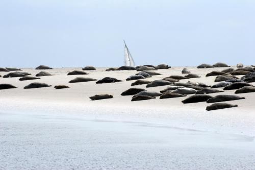 BORKUMUNTERKUNFT - WOH3 - IM HERZEN DER INSEL - Borkum