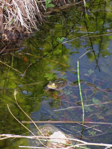 Le Mas De La Cigale Bleue, Caumont Sur Durance