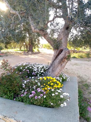 B & B Pietra Vecchia, Galatone (zdjęcie 10)
