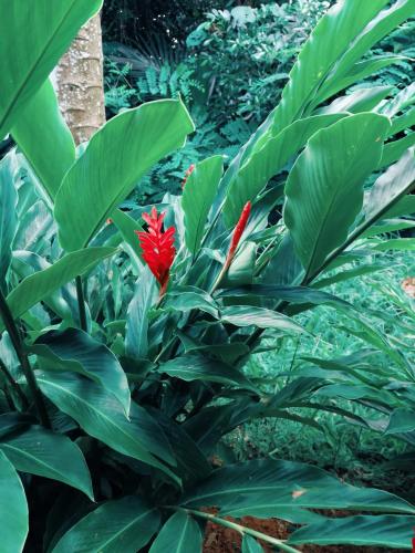 فيلا سيلا فيلا سيلا