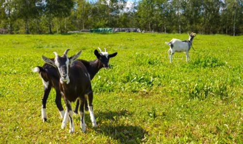 Gospodarstwo Agroturystyczne Jacwing