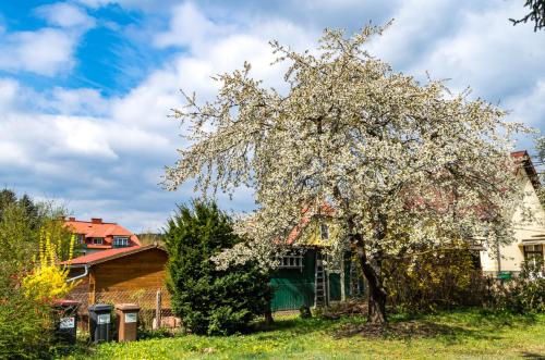 حديقة, Gemütliches, heimeliges Ferienhaus (Gemutliches, heimeliges Ferienhaus) in Gars Am Kamp