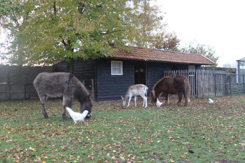 B&B de Rijcke Rust - image 6