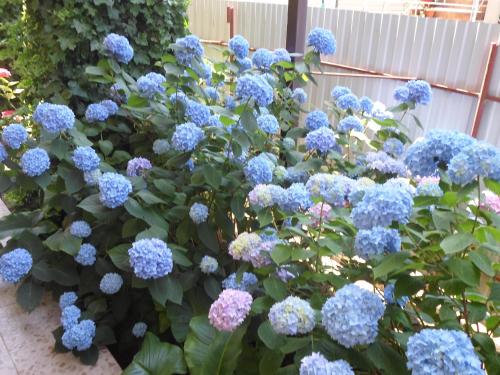 Guest House Omichka - image 2